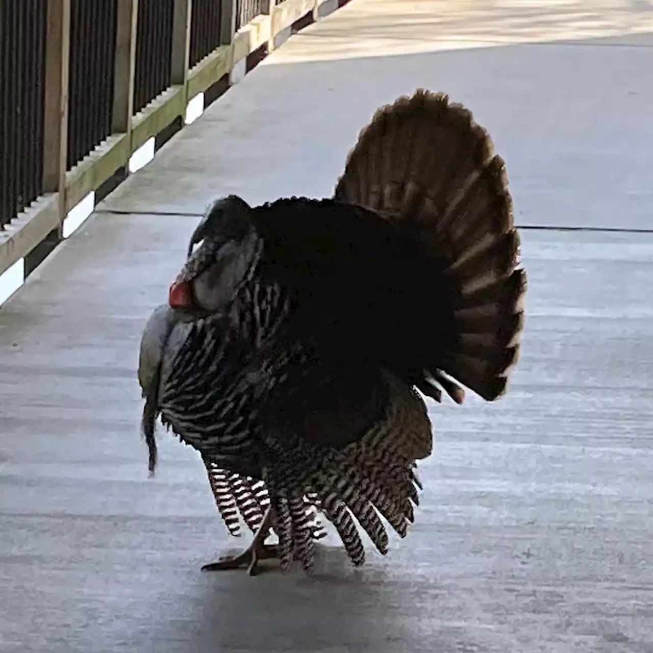 Aggressive wild turkey vanishes after months of attacks on D.C. trail