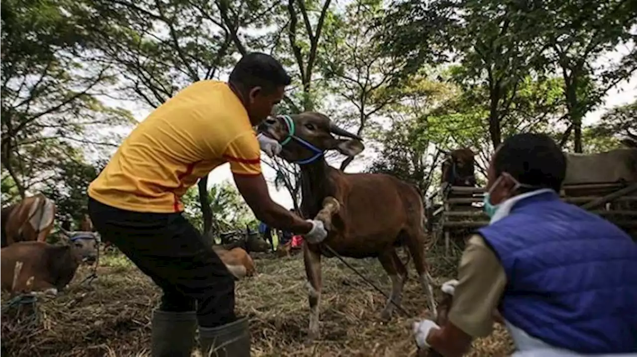 221 Ternak Positif PMK, Bupati Tangerang Minta Penjual Hewan Kurban Segera Lapor