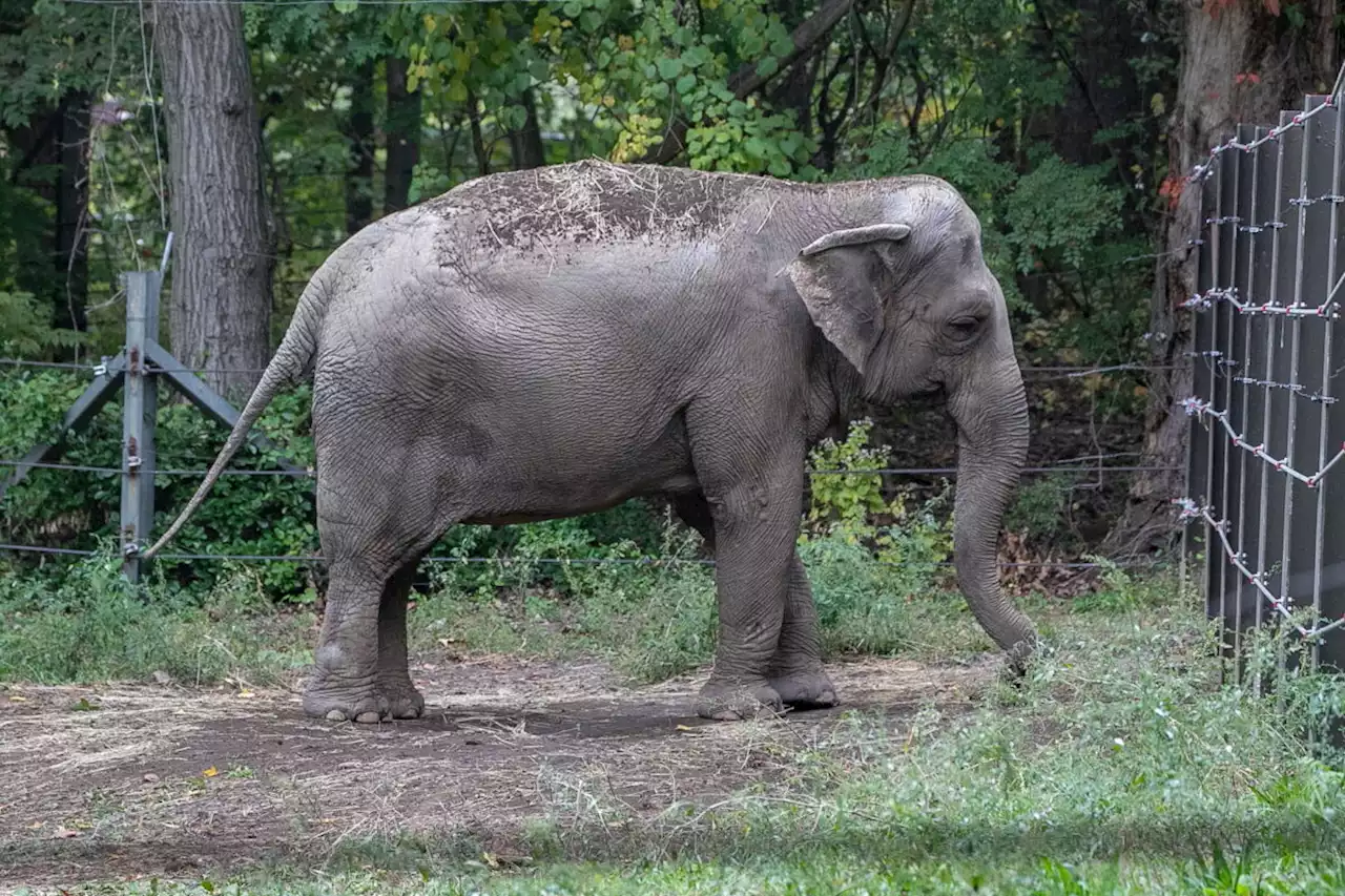 Happy the elephant at Bronx Zoo not a person, Court decides