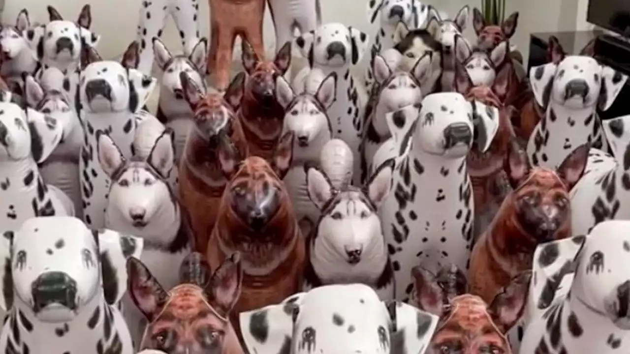 Optical illusion asks you to spot the dogs – only the smartest won’t be fooled