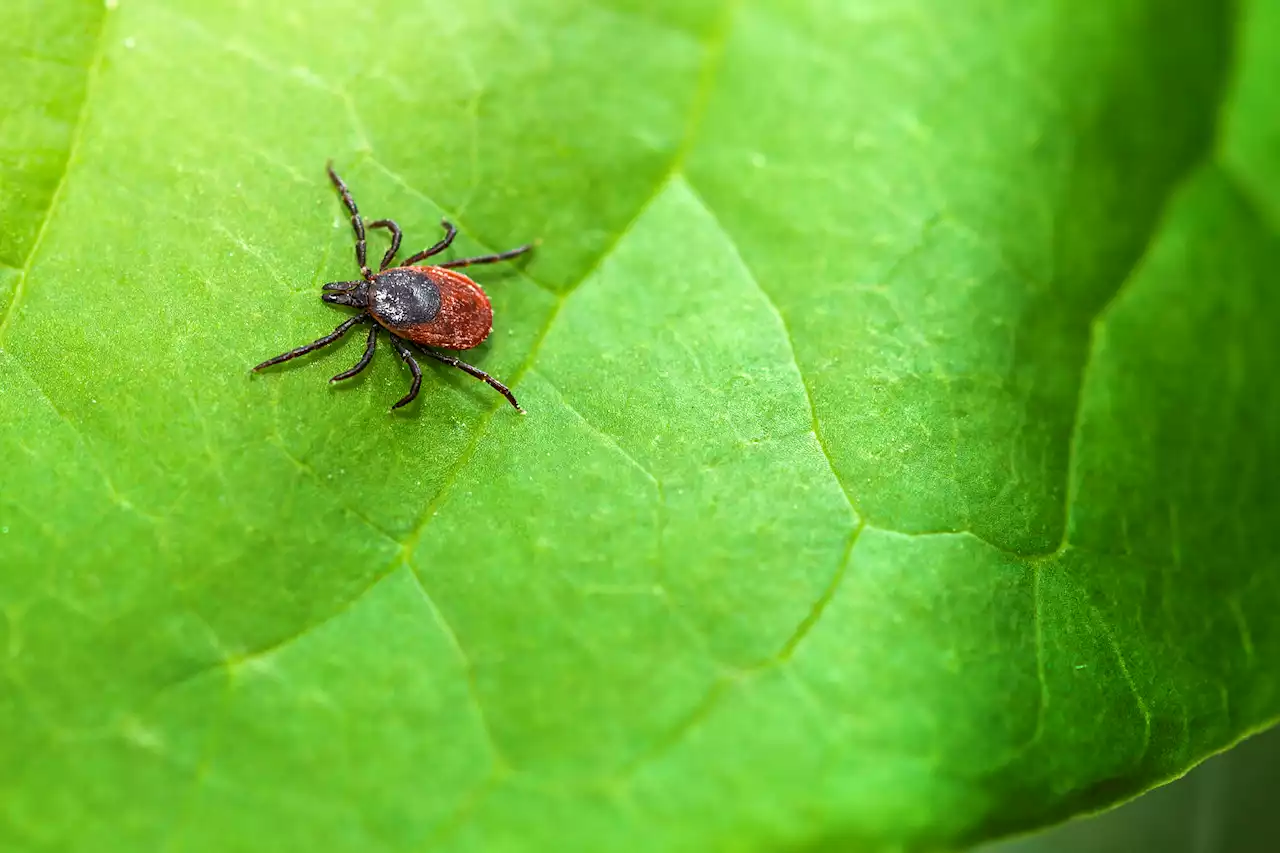 Nearly 15% of People Worldwide Have Had Lyme Disease, Study Says