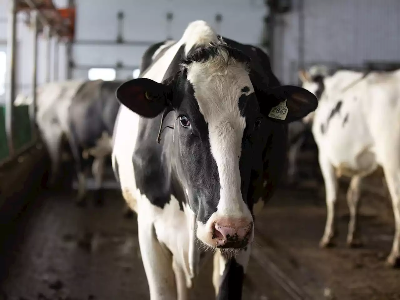 As dairy commission examines milk prices behind closed doors, transparency questioned