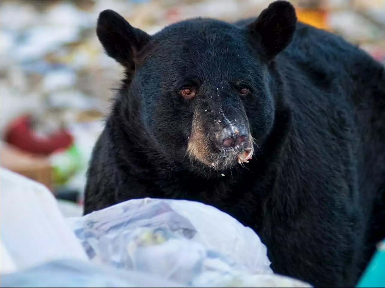 Golden Ears park to re-open after problem bear destroyed