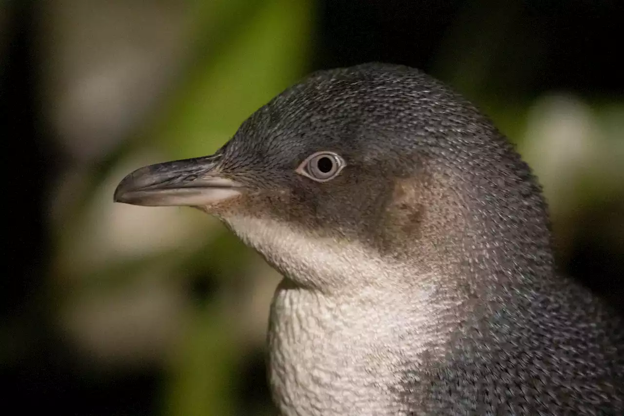 Hundreds of little penguins are washing up dead on New Zealand shores