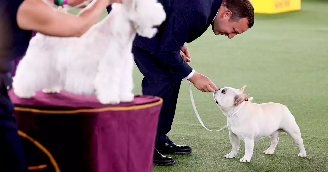 Westminster Kennel Club Dog Show preview starts Thursday at Hudson Yards