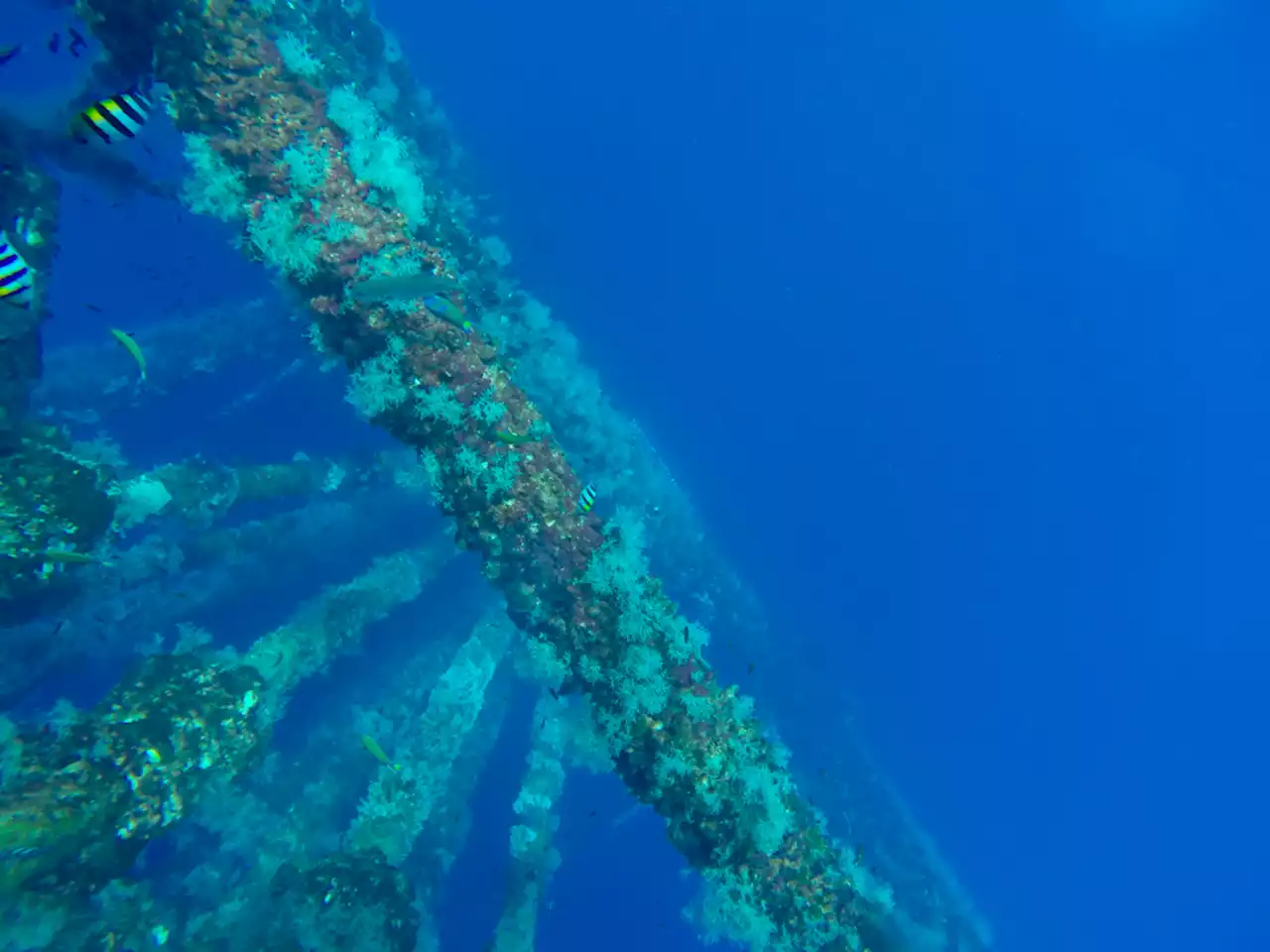 Deep-Sea Pipelines Harbor Biodiversity, but Also Collect Plastic