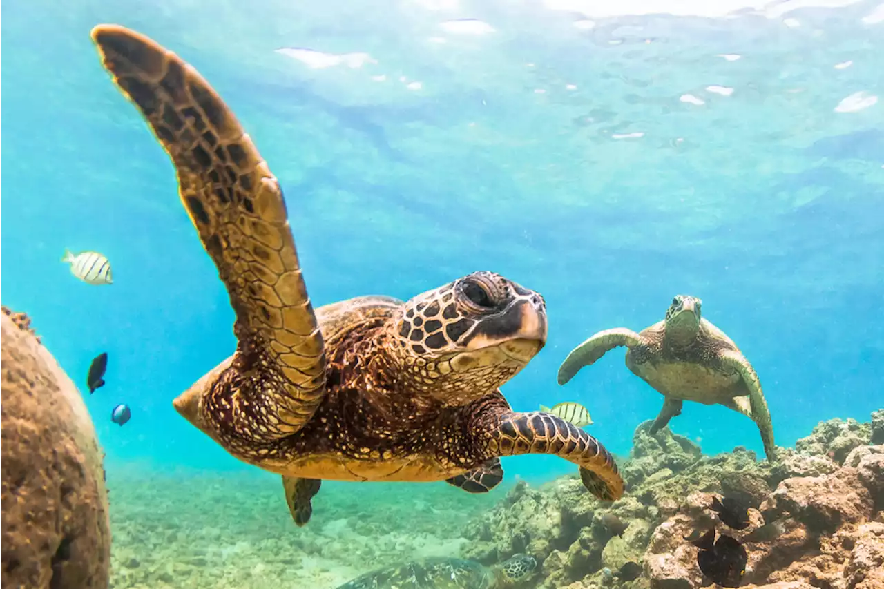 Sea Turtle Numbers Explode After Decades of Protection