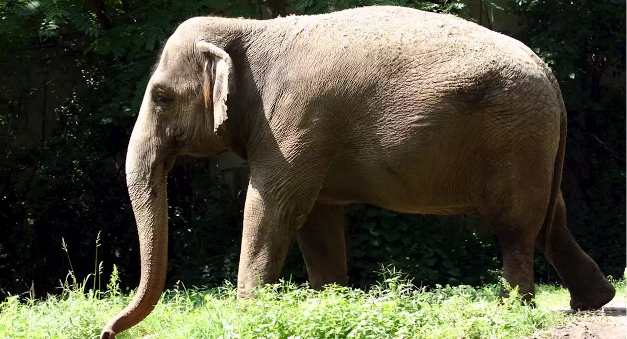 Happy now? Bronx zoo elephant deemed 'not a person' by the state