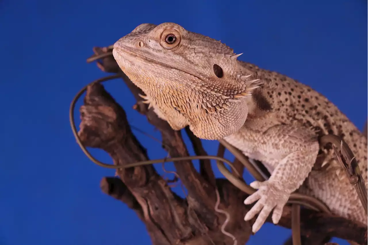 La factura de la luz la están pagando los reptiles mascota