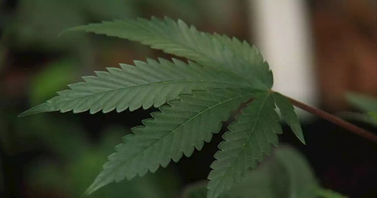 San Diego County supervisors take first step toward marijuana ballot initiative