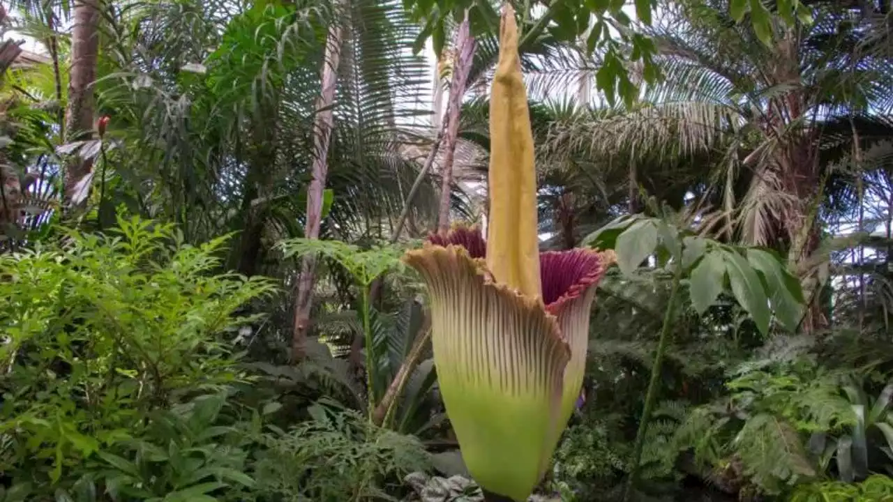 Stinky 'corpse flower' expected to bloom soon in Golden Gate Park