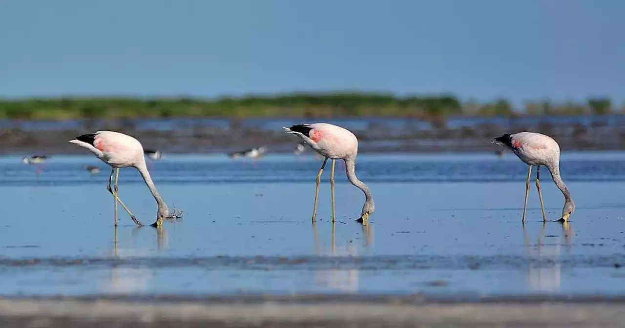 Diputados aprobó la creación del parque nacional Ansenuza en Córdoba | Ciudadanos | La Voz del Interior