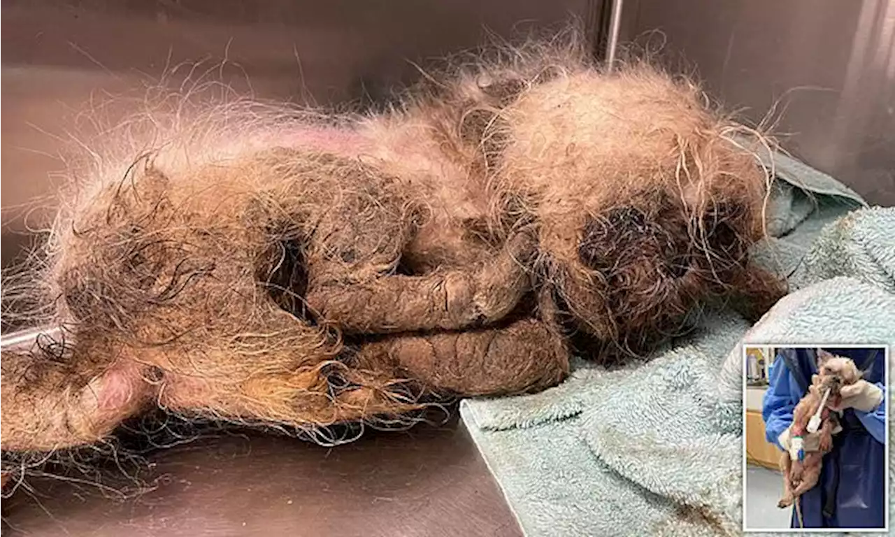 Abandoned Shih Tzu chucked over animal shelter fence saved by staff