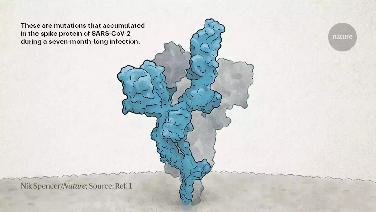 How months-long COVID infections could seed dangerous new variants