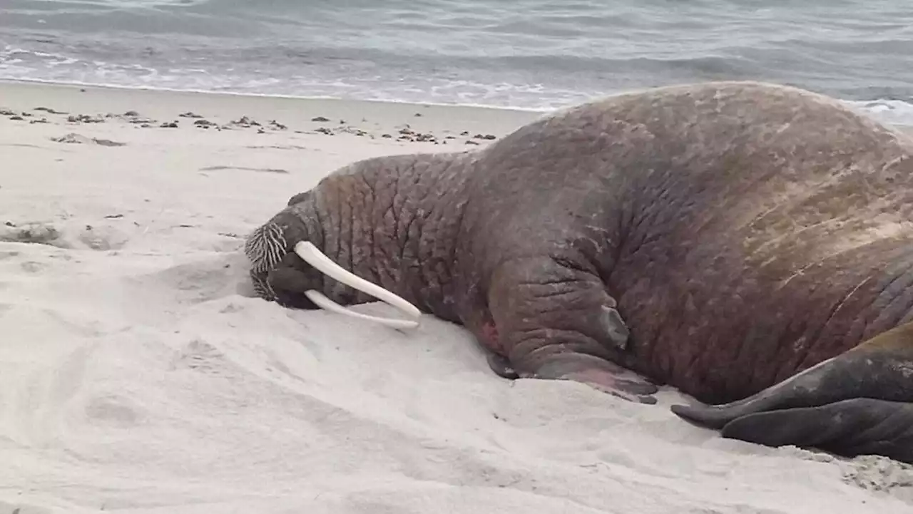 Zum ersten Mal ein Walross auf Rügen - Strand gesperrt