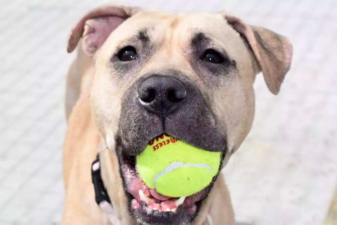 This town banned dogs from its parks. Now the poop really hit the fan.