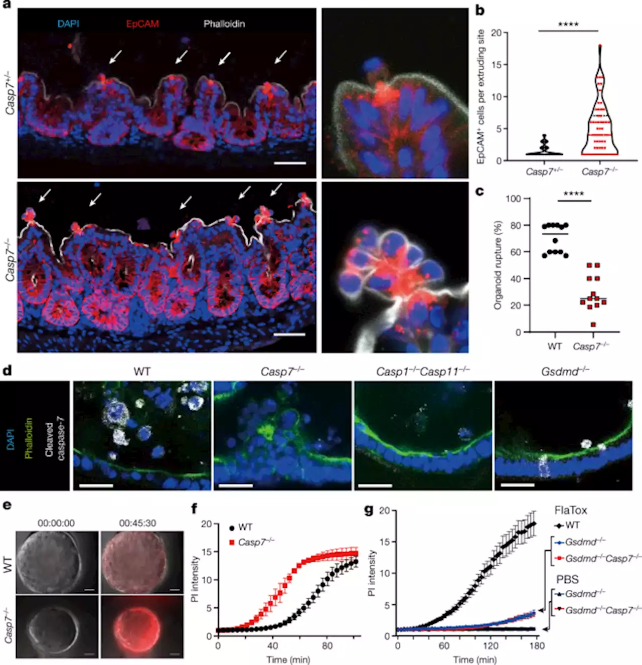 Caspase-7 activates ASM to repair gasdermin and perforin pores - Nature