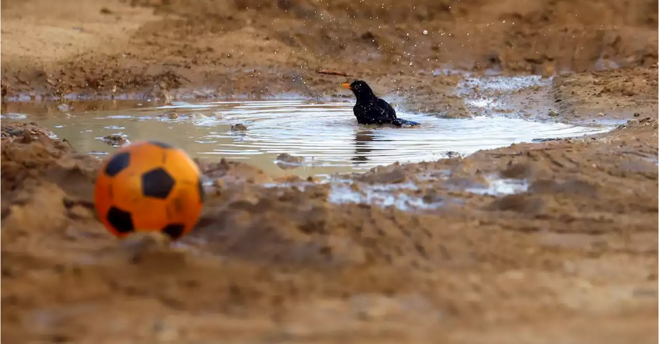 Spain's heatwave taking a toll on young birds