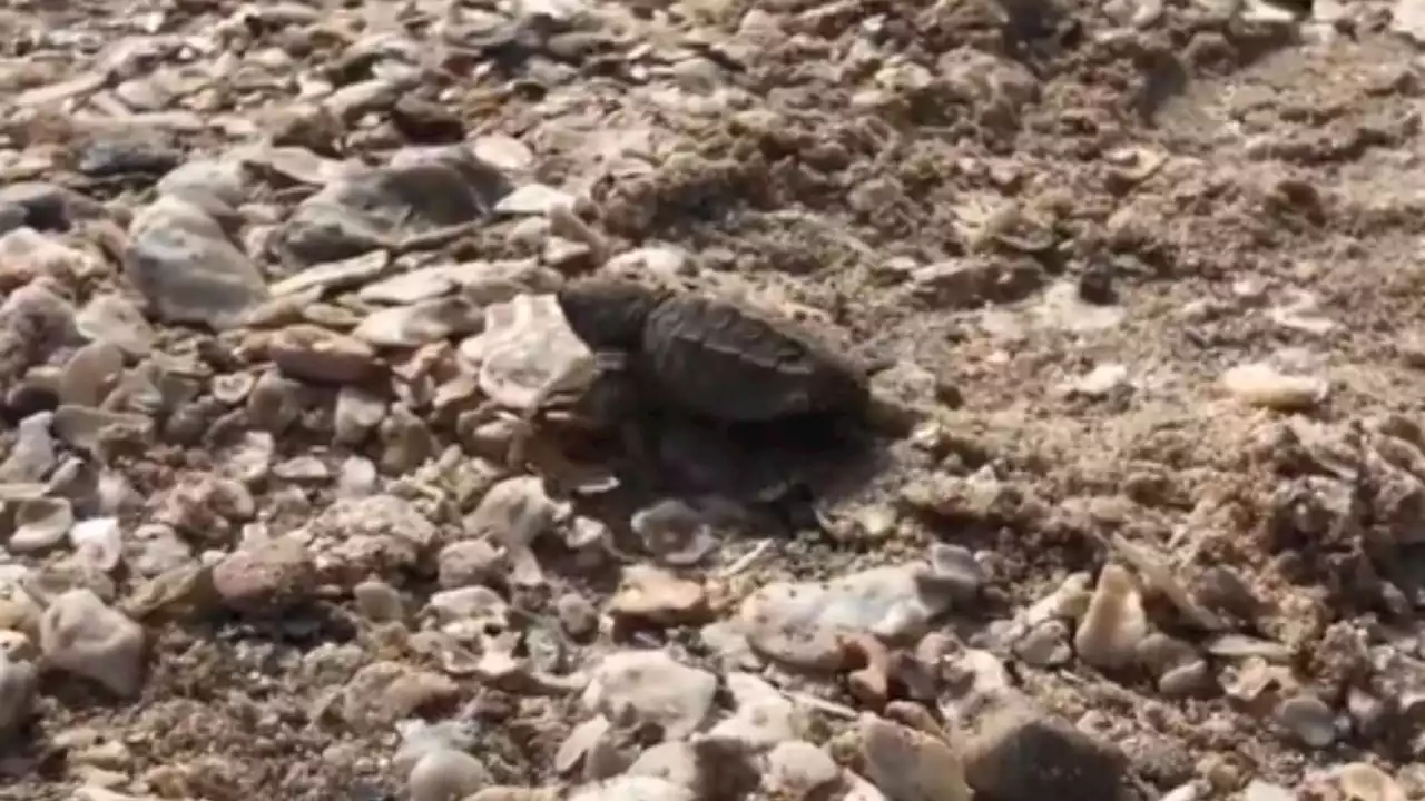 Endangered sea turtles hatch on Magnolia Beach