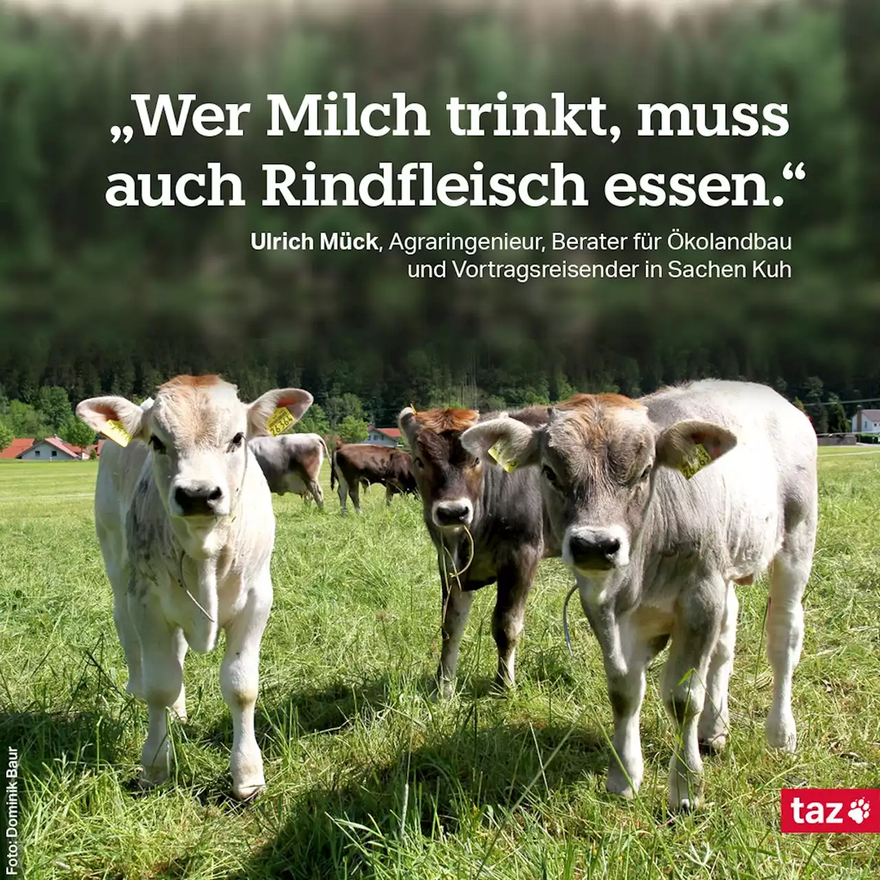 Landwirtschaft und Klima: Klimaretterin Kuh