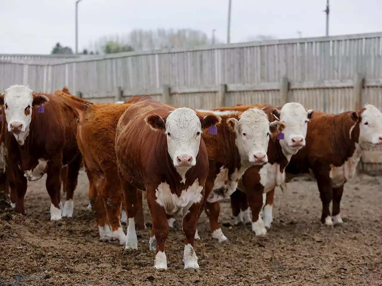 ‘Leave our beef alone:’ Sask. cattle producers balk at planned labels