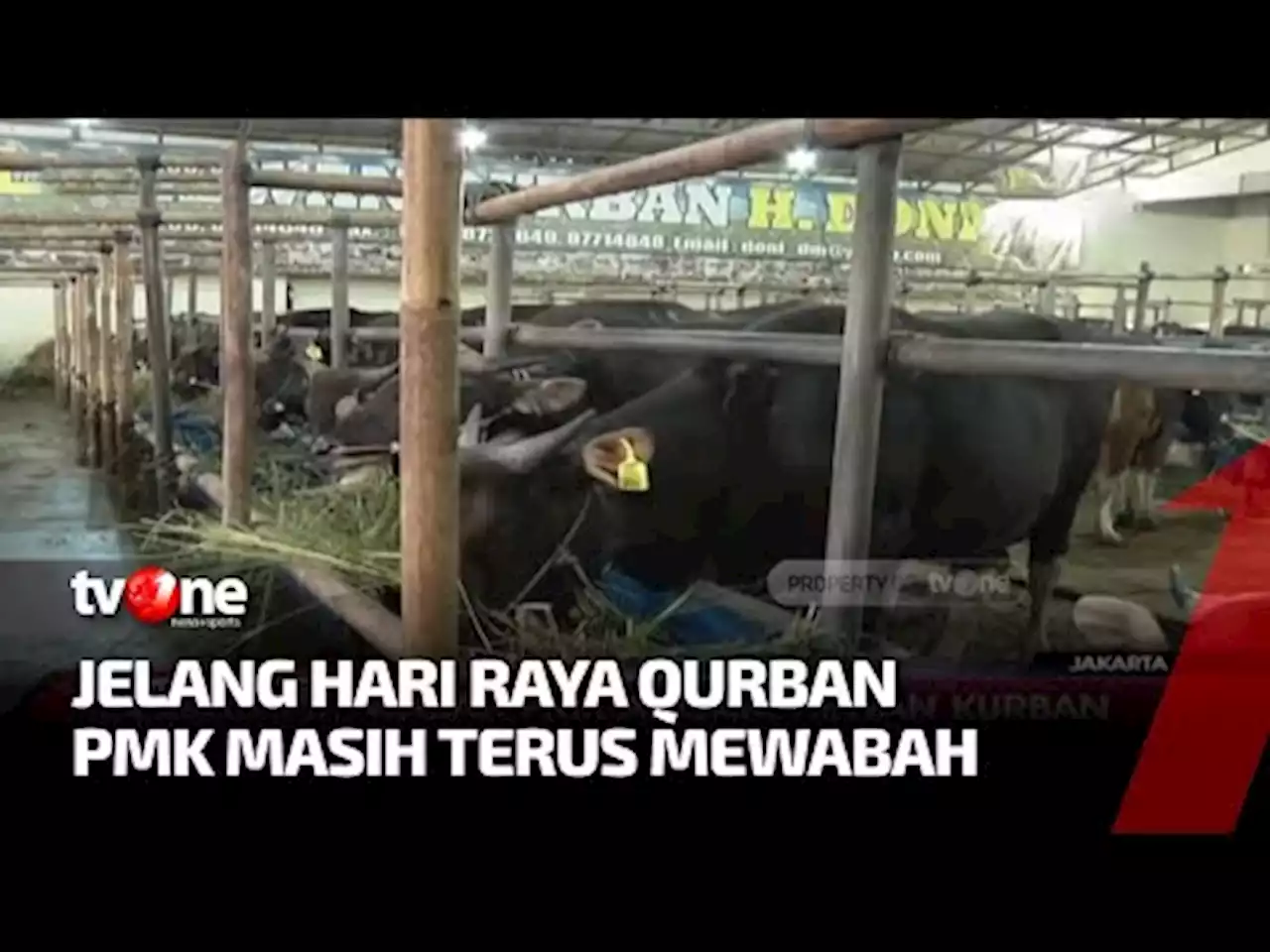 Wabah PMK Ancam Hewan Kurban - tvOne