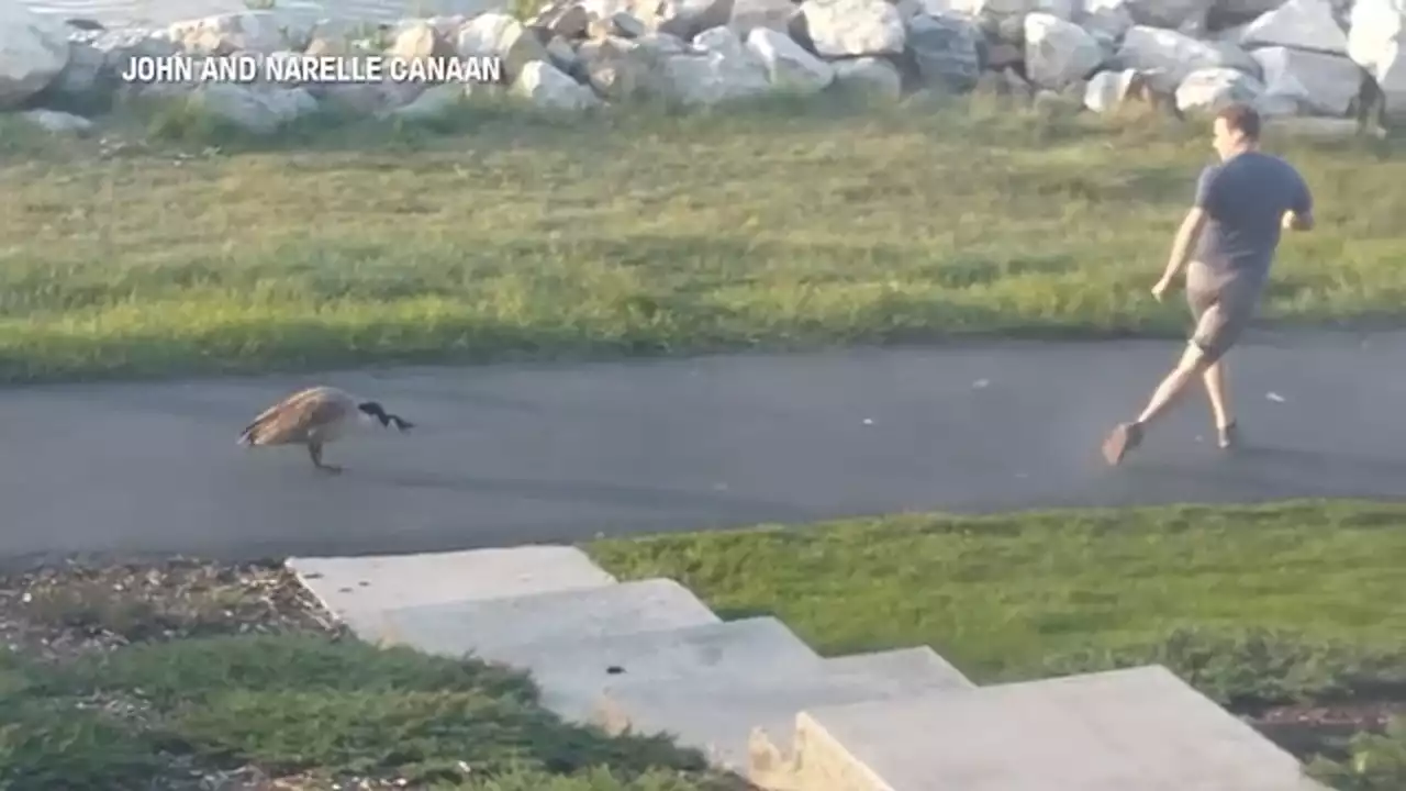 'Gangsta the Goose' chases down unsuspecting neighbors in Utah to protect family of ducks