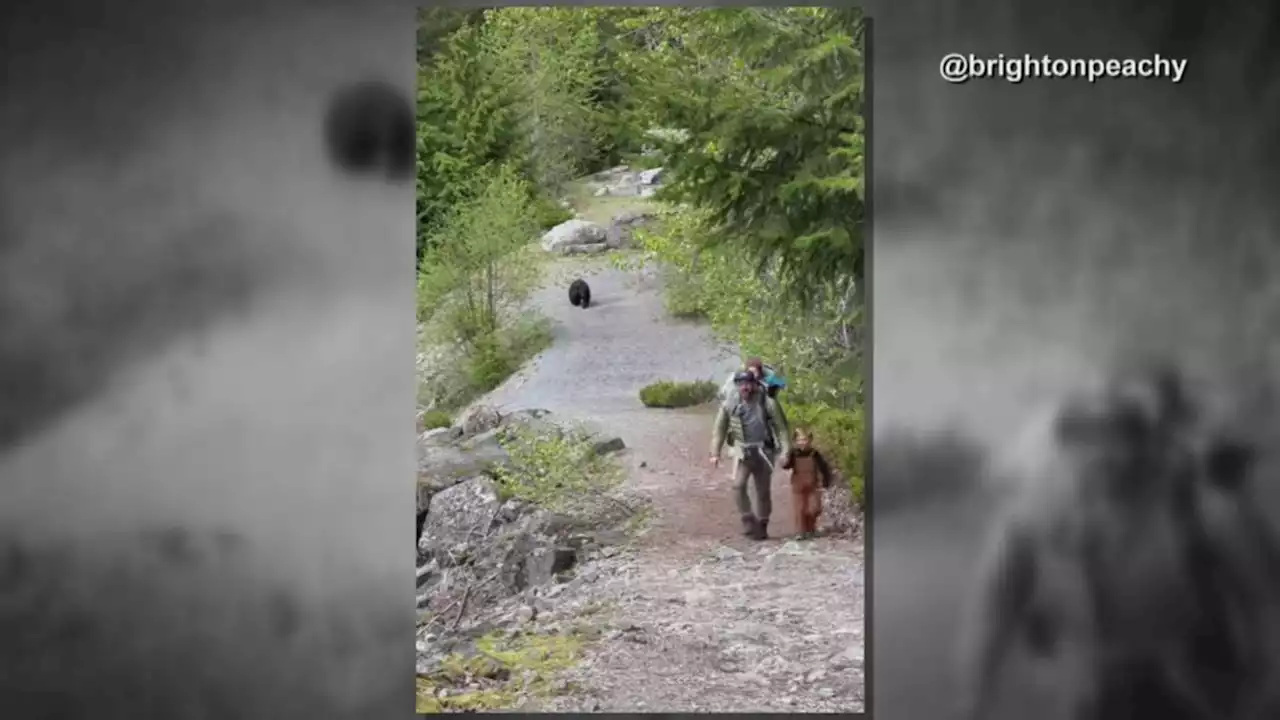 Couple with 3 young kids, ages 1 to 6, stay calm as bear stalks family on hiking trail: VIDEO