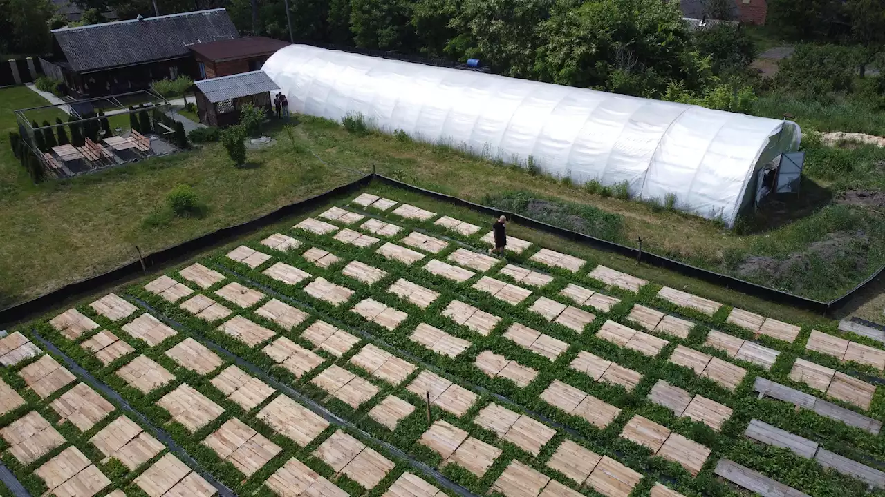 Amid Ukraine's war, a farmer takes comfort in her snails