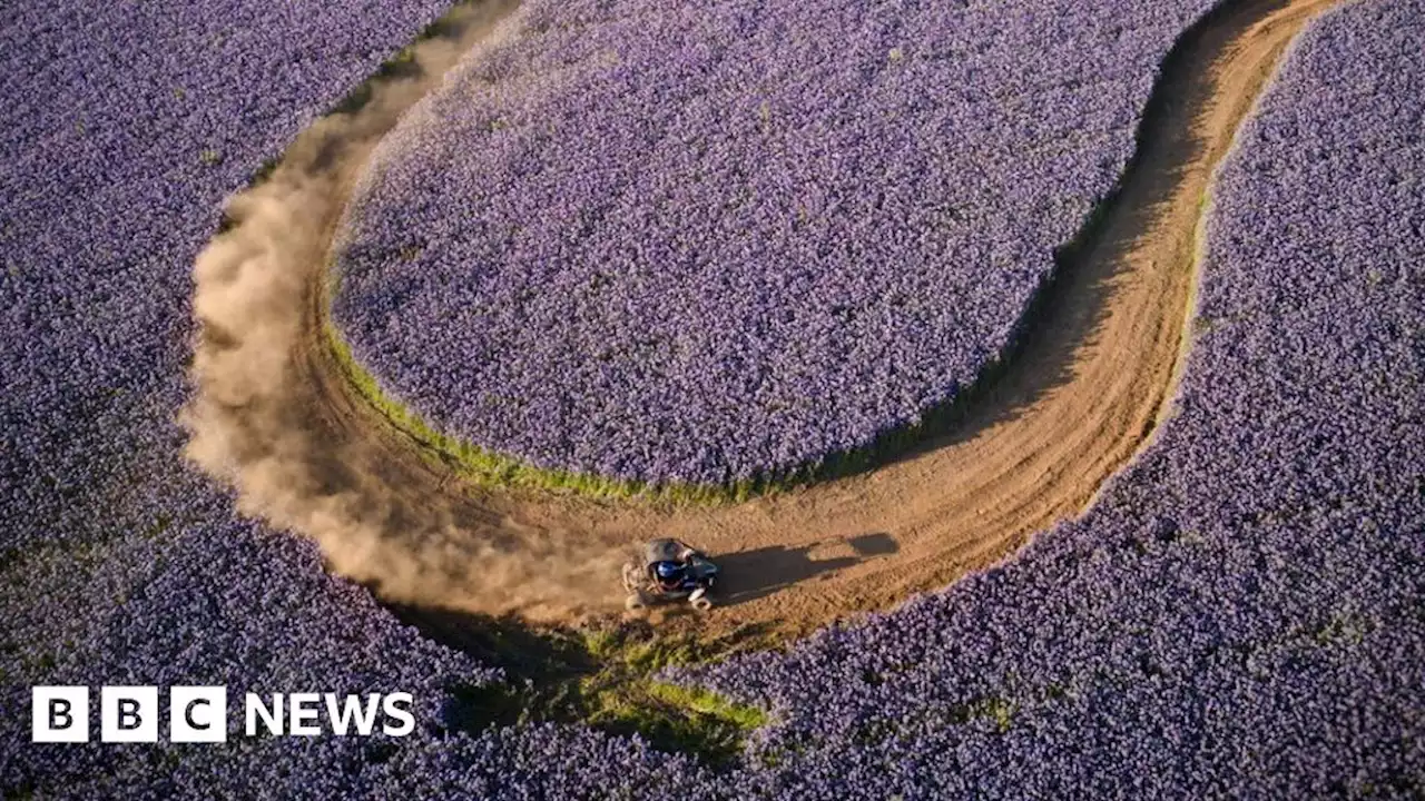 Purple field in Cornwall becomes temporary race track