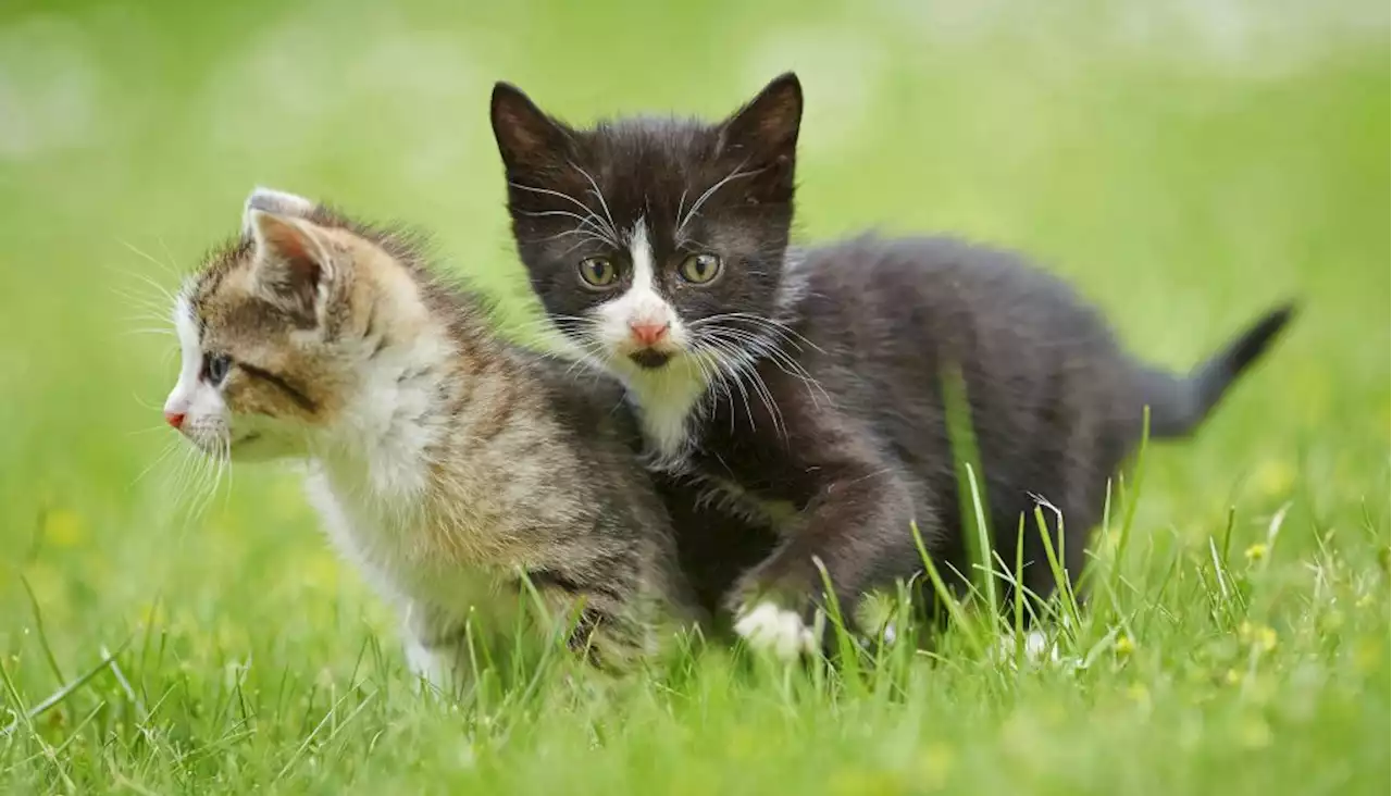 Katzenkinder im Müll entsorgt – 250.000 Euro Strafe drohen