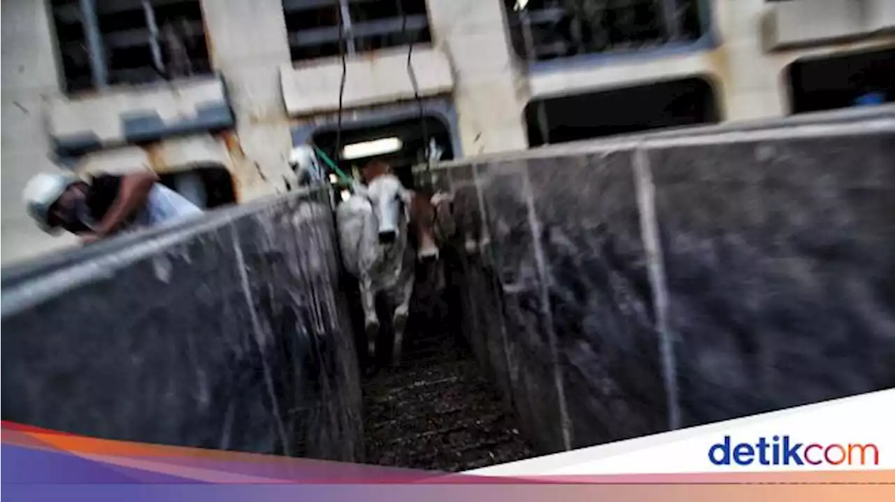 Kementan Kecewa Ada Bongkar Muat Sapi Sadis Terjadi di Samarinda