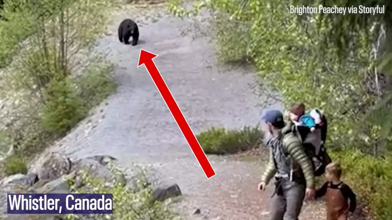 Watch: Black bear stalks family along Canadian trail