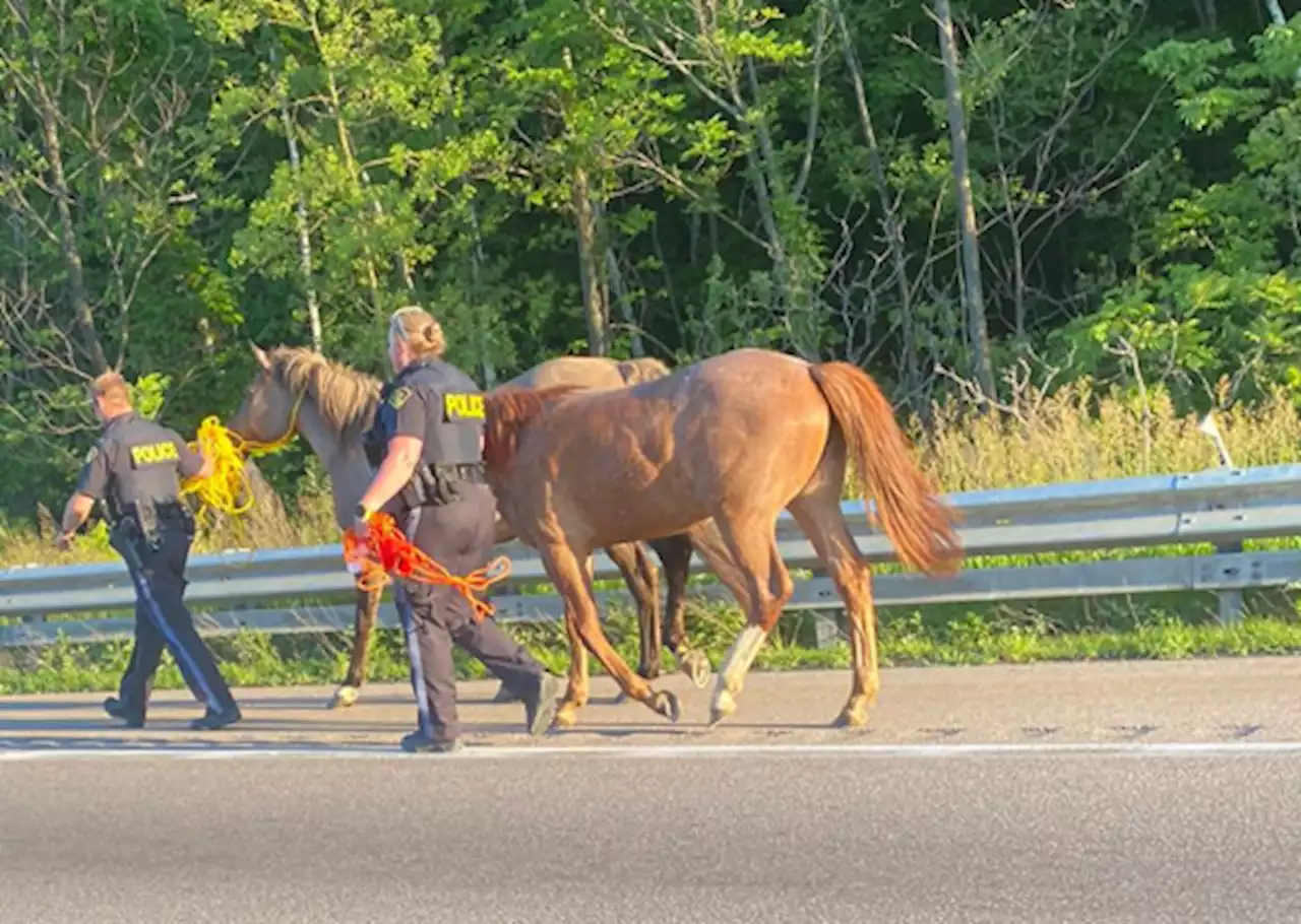 OPP remove horses running on 401 near Trenton - Kingston | Globalnews.ca