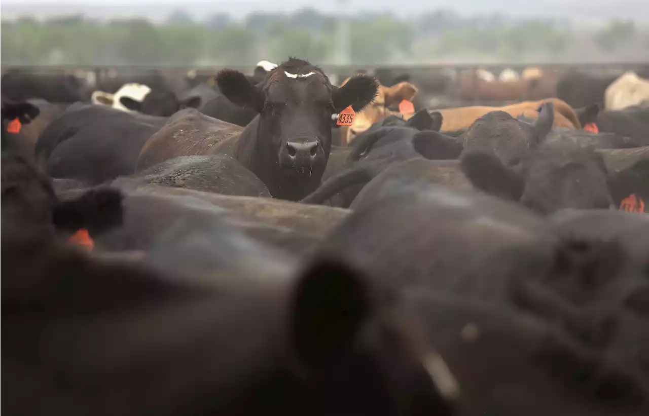 Thousands Of Cattle Killed By Brutal Heat, Humidity In Kansas