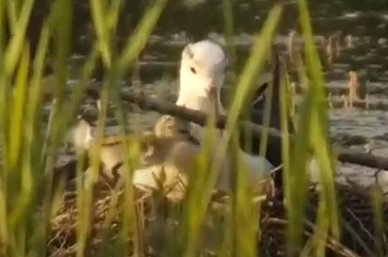 Rare black-winged stilt chicks hatch at nature reserve in first for Yorkshire