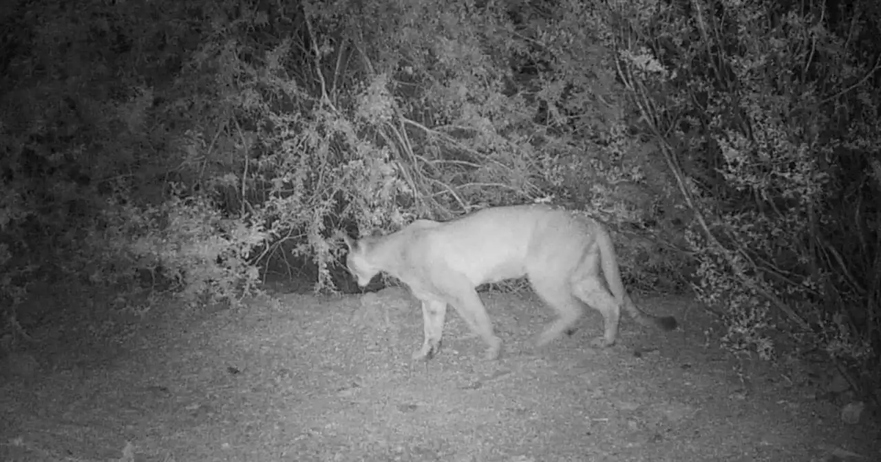 AZGFD: Predators in search of water seen from Rio Rico to Marana