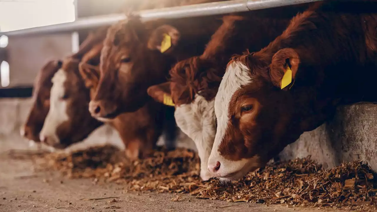 Thousands of cattle killed due to extreme heat and humidity in Kansas