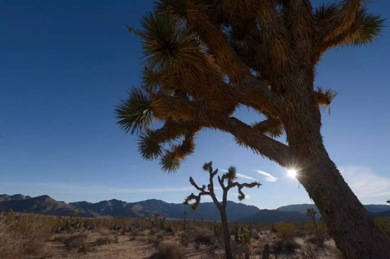 Are Joshua trees a threatened species? California delays decision until October