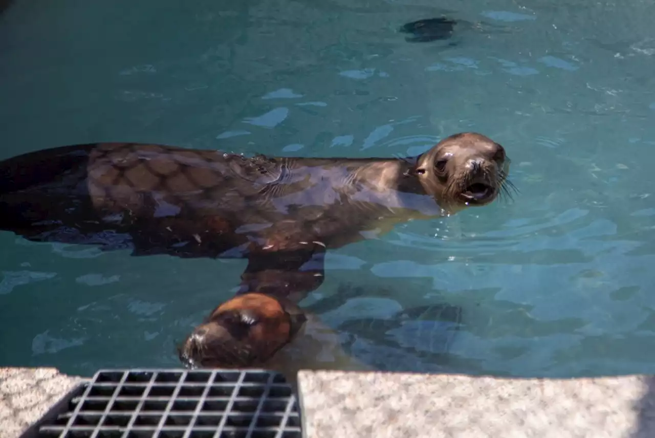 San Pedro’s Marine Mammal Care Center will celebrate Seal Day, 30th anniversary on Saturday