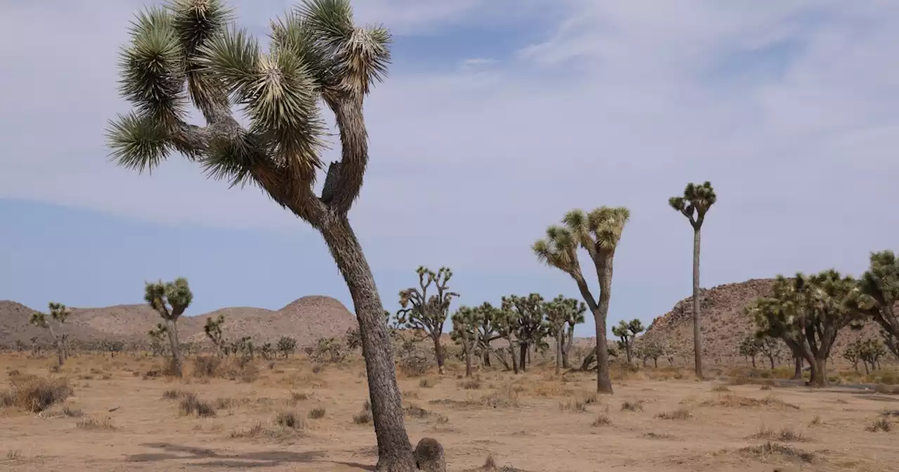 California Will Not Classify Joshua Trees As An Endangered Species — At Least Not For Now