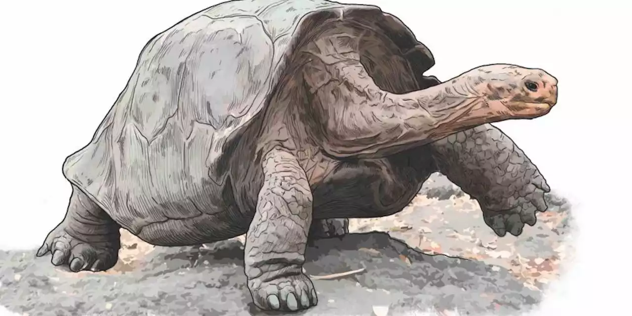 Sobrevive a la extinción tortuga gigante fantástica que se creía extinta hace 100 años