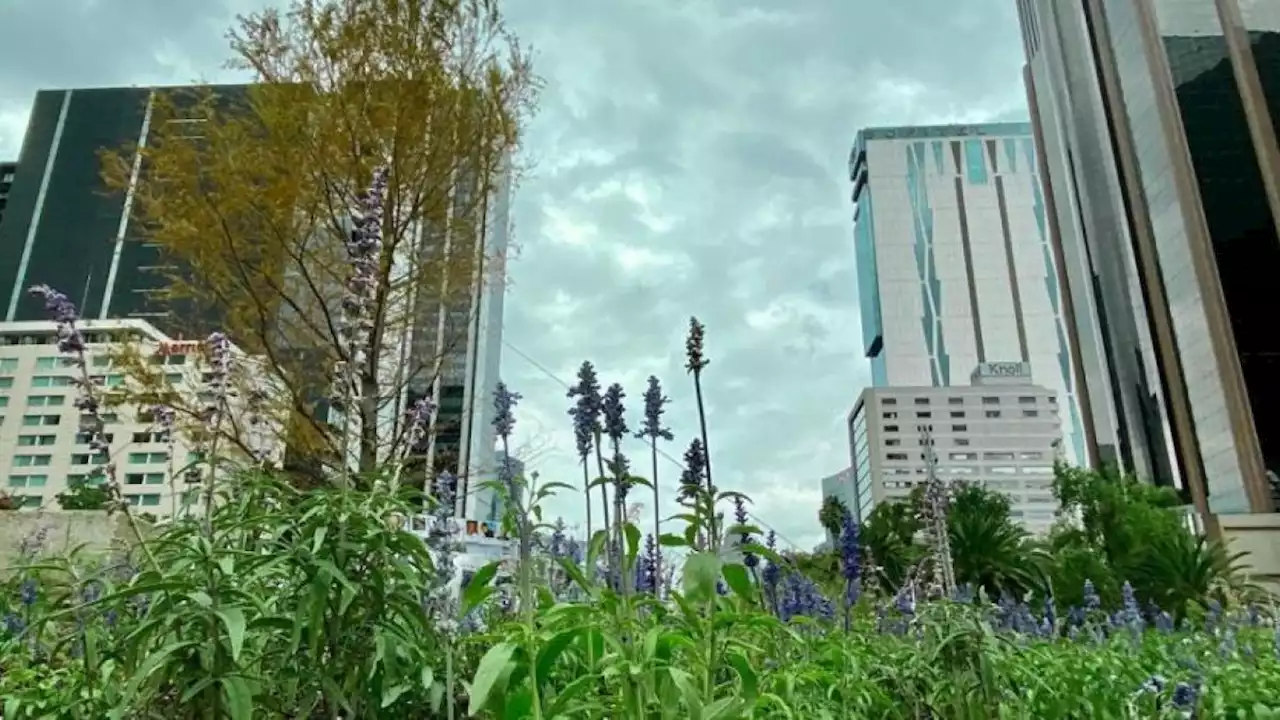 Recomiendan cercar el ahuehuete en Paseo de la Reforma para que se recupere