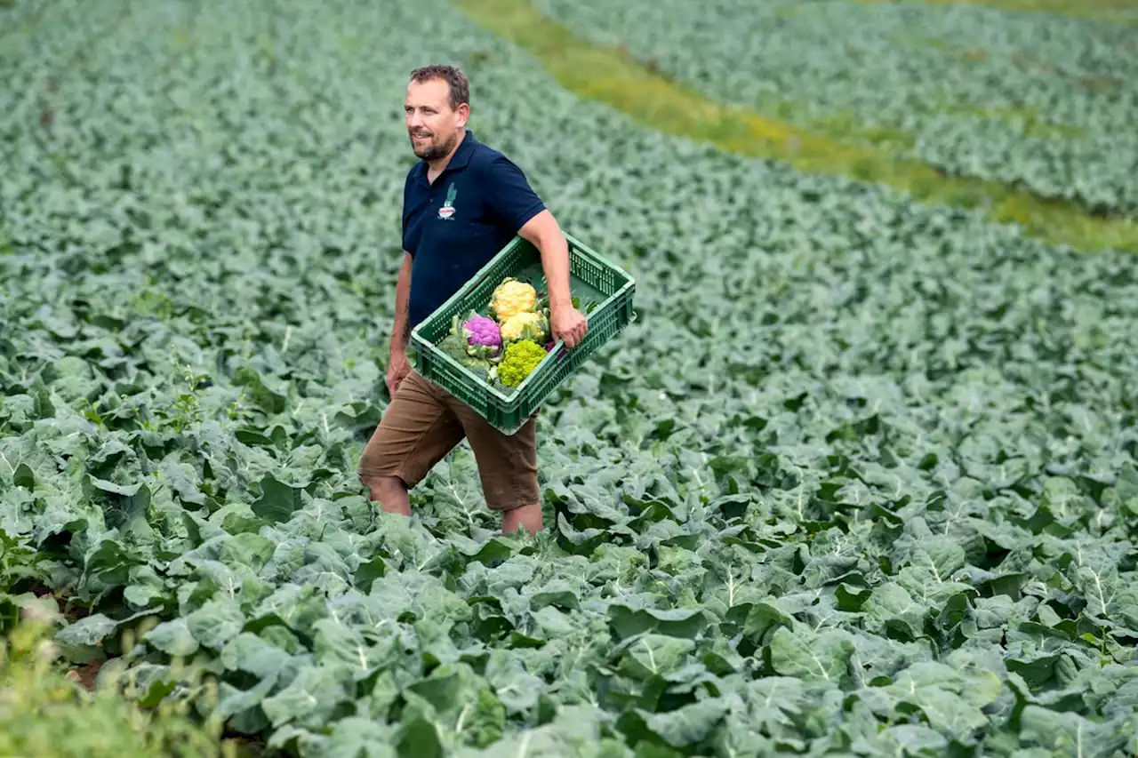 Gemüsebauern freuen sich derzeit über eine üppige Ernte