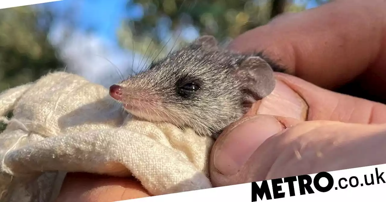 Feral cats in Australia push endangered species to the brink of extinction