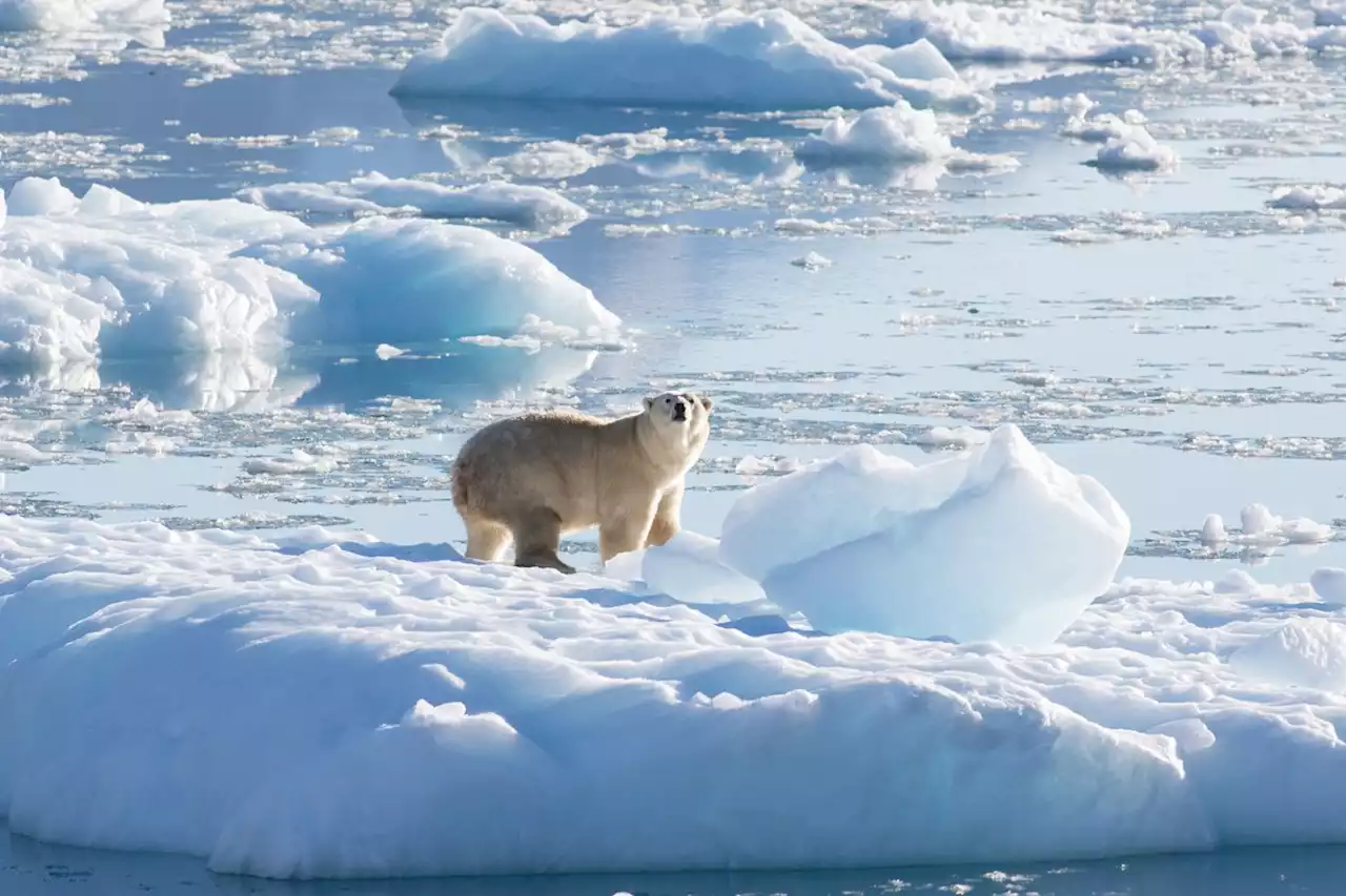 Study: Greenland’s Fjords Harbor a Unique Group of Polar Bears