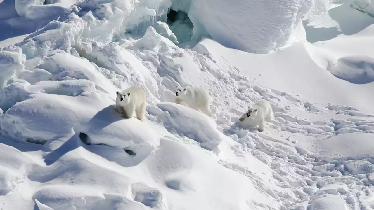 Why this newly identified polar bear subpopulation is so special