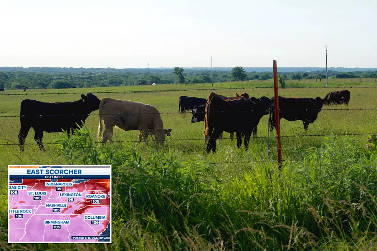 Kansas heat wave kills at least 2,000 cattle: officials