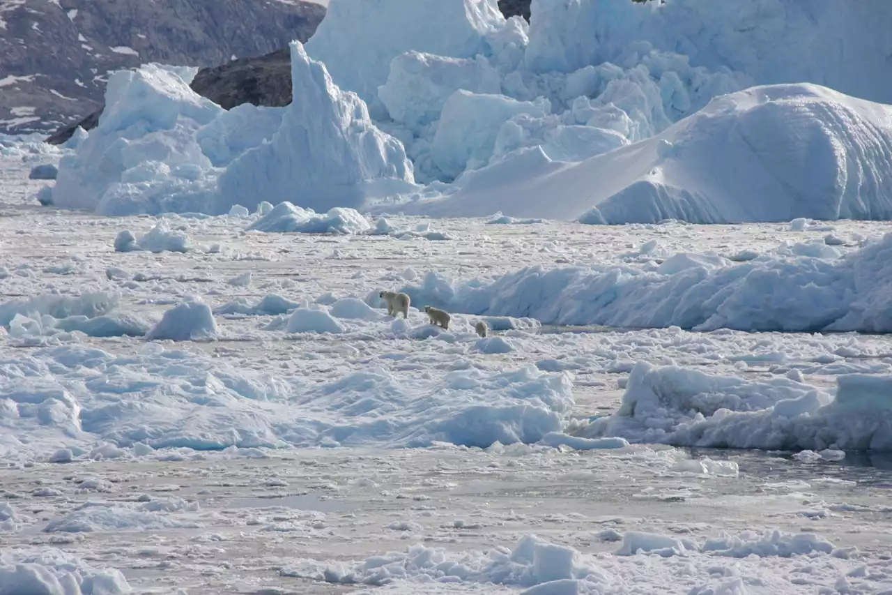 Greenland's polar bears are learning to get around in a less icy world