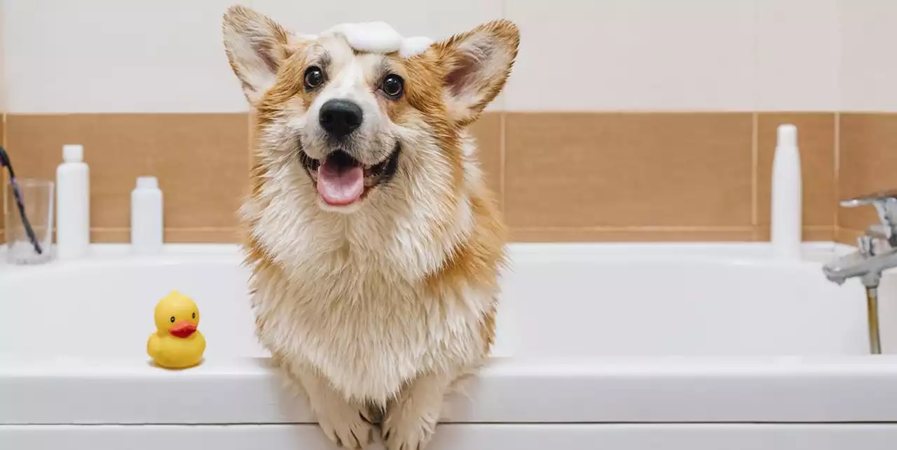 These Are the Best Dog Shampoos for a Happy, Healthy Pup